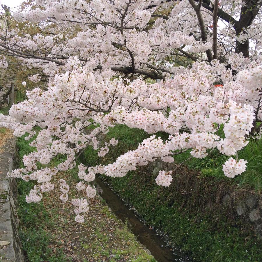 Sanzen Ya Kyoto さんぜんやきょうと- Cozy Art Space For Lover Of Travel - Екстериор снимка